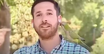 Un perroquet lui vole ses écouteurs en plein direct