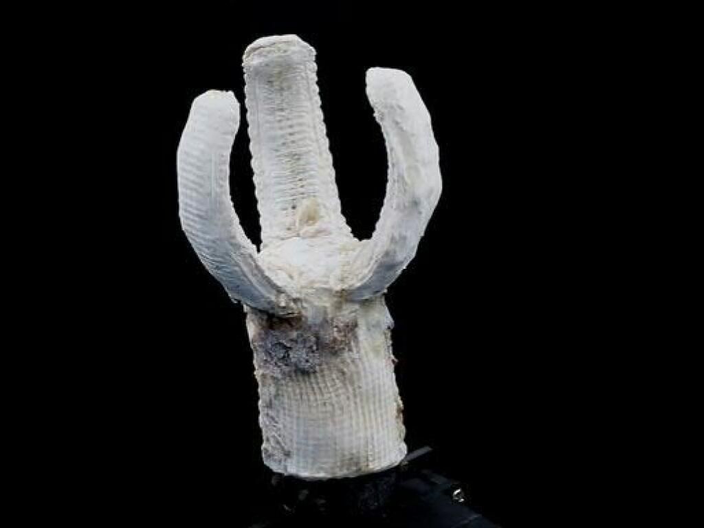 Les chercheurs ont imprimé la peau du bras de préhension d’un robot.