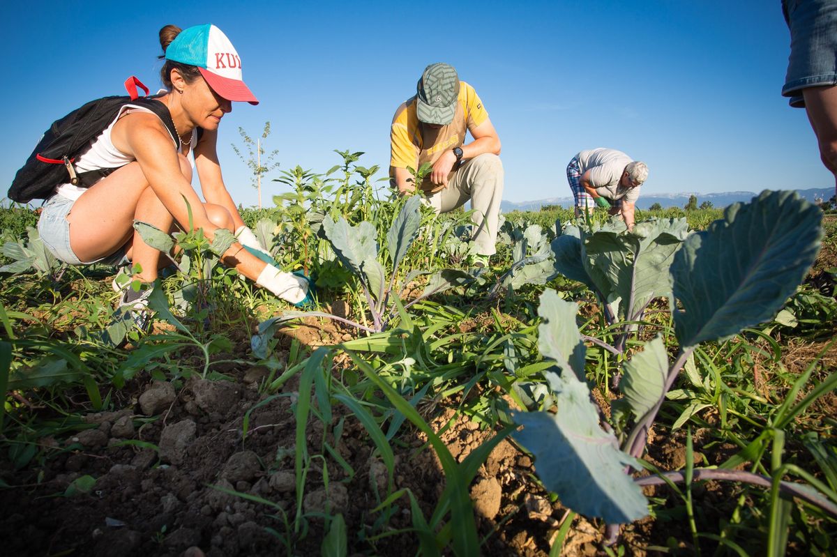 Mardi, huit bénévoles sont venus prêter main-forte aux paysans de la Touvière pour désherber, pour certains à 6h avant de se rendre au travail.