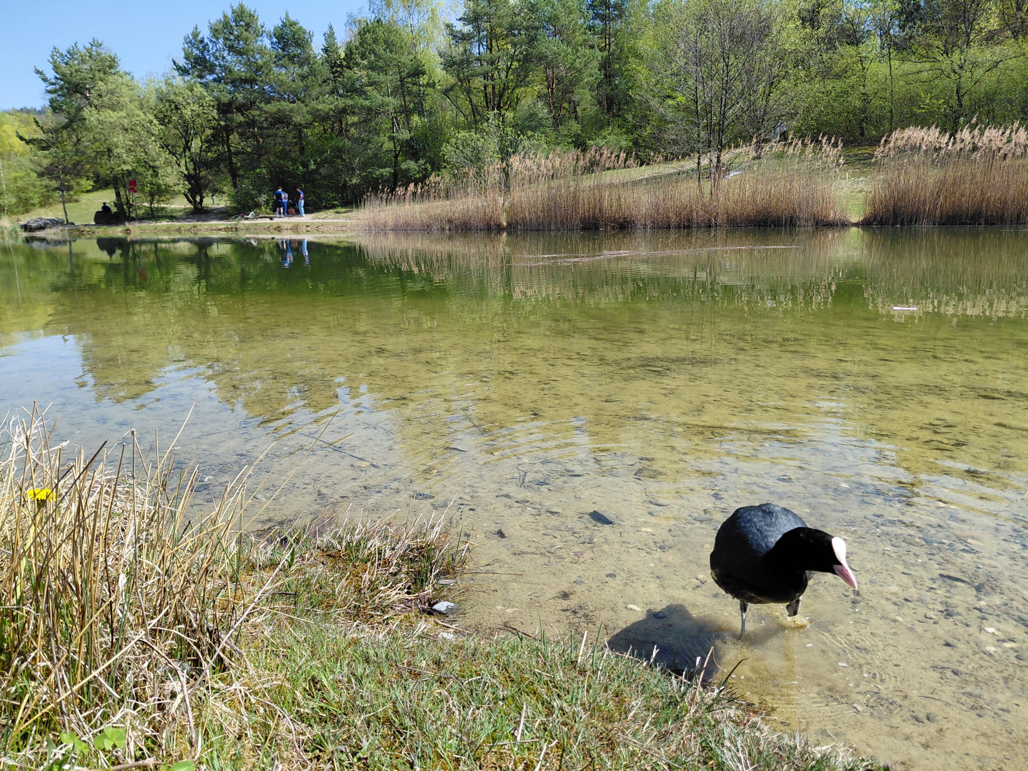 Natur in der Stadt: Nicht nur der Zürichsee hat viel zu bieten – diese fünf Weiher sind genauso schön