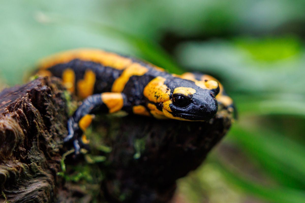 ARCHIV - 19.09.2023, Bayern, Nürnberg: Ein Feuersalamander sitzt im Tiergarten Nürnberg in seinem Gehege. Mit Blick auf den Artenschutz zieht die Umweltstiftung WWF eine durchwachsene Bilanz des zu Ende gehenden Jahres. (zu dpa «WWF: Aussterbewelle rollte auch 2023 praktisch ungebremst») Foto: Daniel Karmann/dpa +++ dpa-Bildfunk +++ (KEYSTONE/DPA/Daniel Karmann)