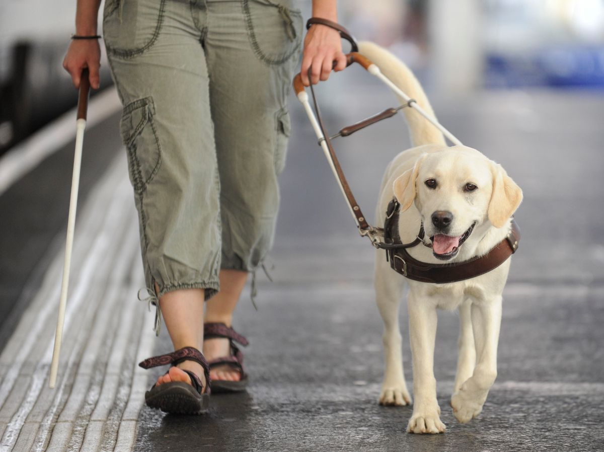 Stephanie Ducret de la Fondation Romande pour Chien Guide d'Aveugles, de Brenles (VD) entraine Syrah . Ce lundi 24 Aout 2009 a Lausanne © Christian Brun