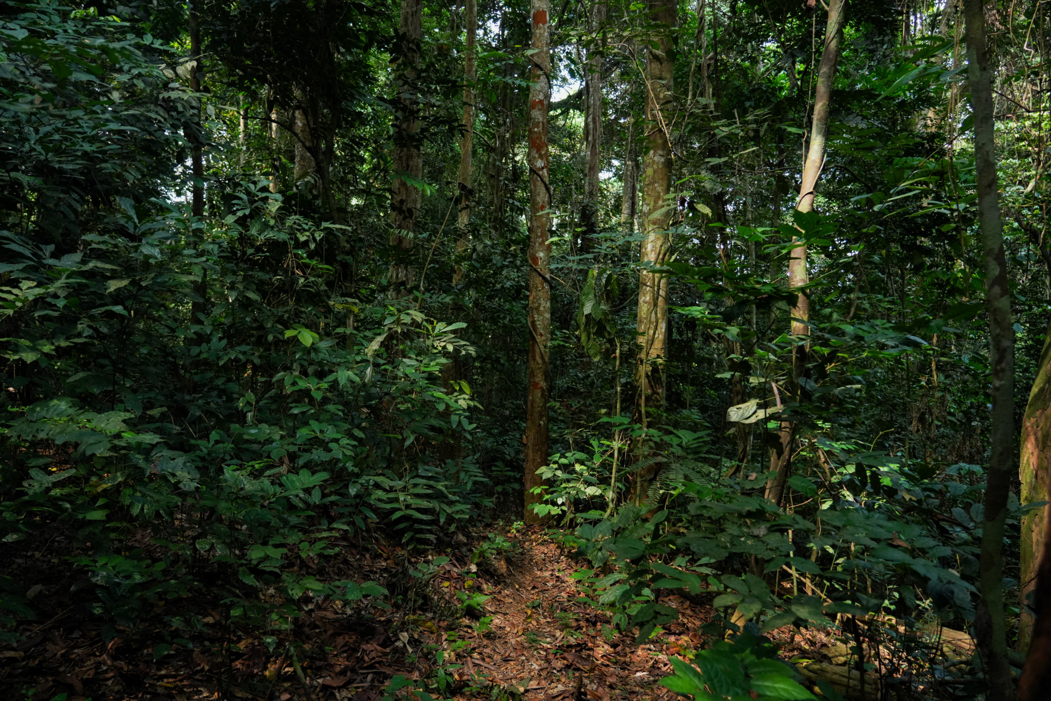 Dichter Wald, der zur Youmbidi-Höhle in Lastourville, Gabun, führt. Der Wald ist Teil der äquatorialen Region, wo Archäologen an der Rekonstruktion der Vorgeschichte Zentralafrikas arbeiten.