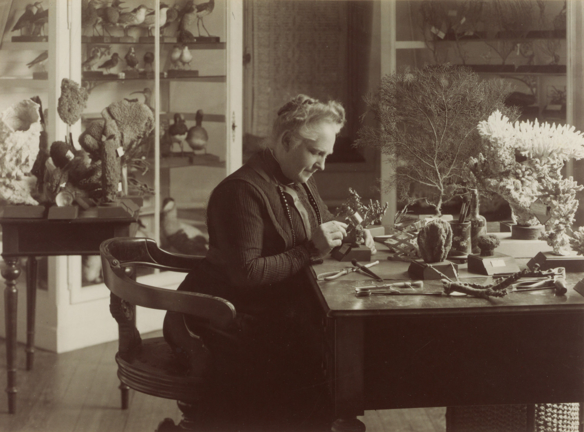 Historisches Schwarzweissfoto einer Frau, die an einem mit Naturobjekten bedeckten Schreibtisch arbeitet, umgeben von Vitrinen mit Tierpräparaten.
