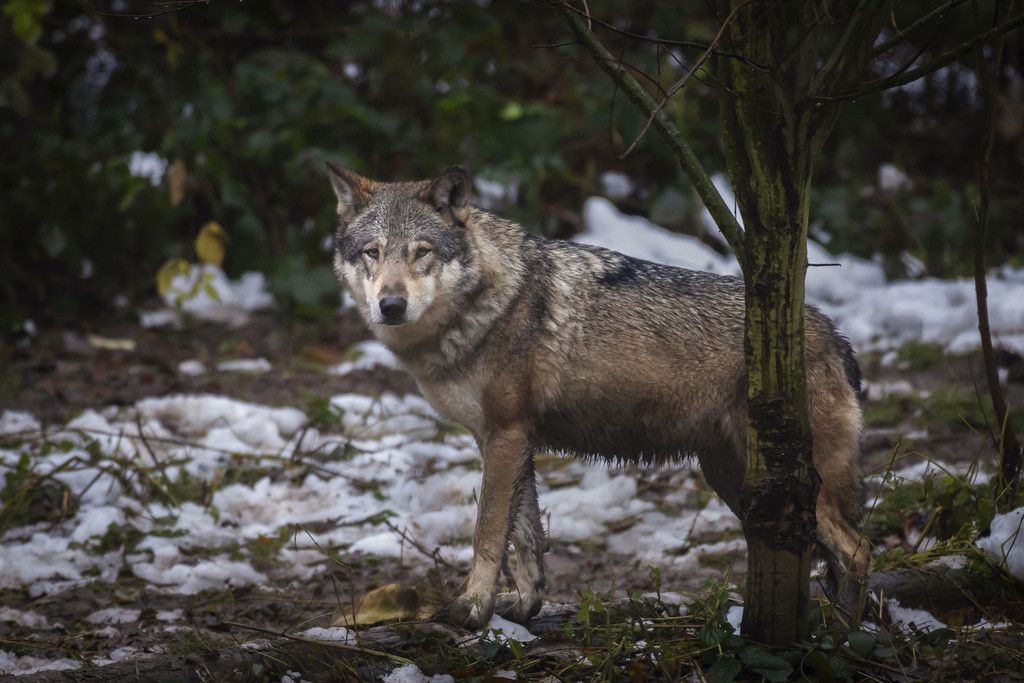 Les loups doivent pouvoir être mieux régulés selon le Conseil fédéral, qui a mis en consultation une révision de la loi sur les espèces protégées. (KEYSTONE/Michael Buholzer)