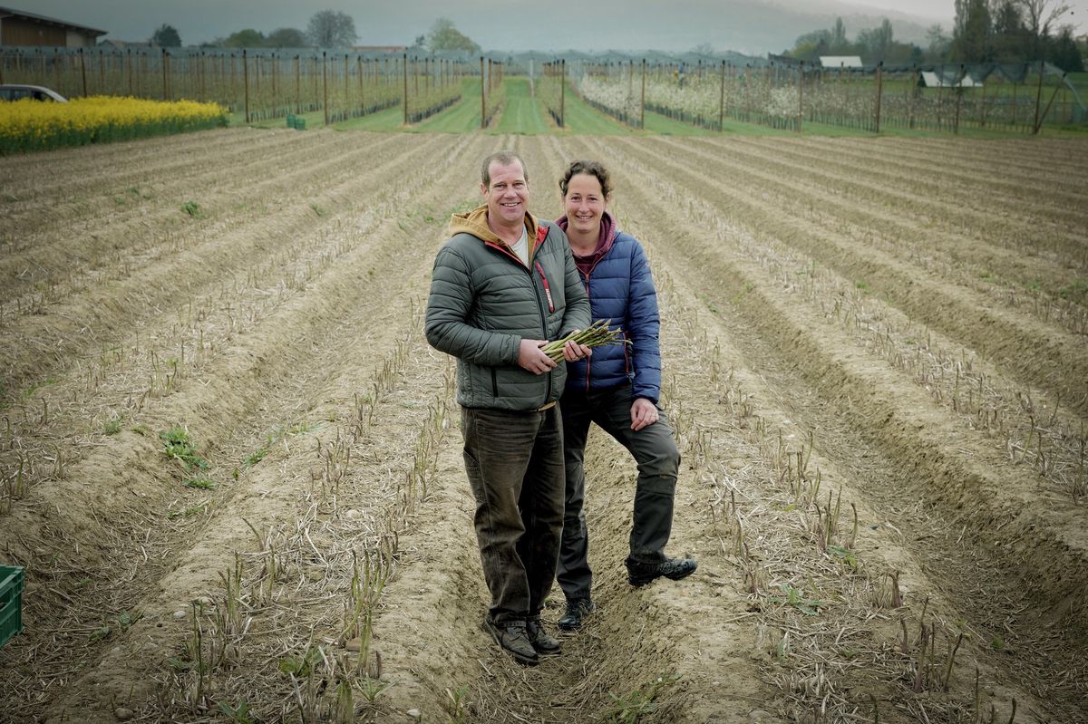Dans un champ d’asperges, chez Patrick et Déborah Wegmüller, deux producteurs de Jussy.