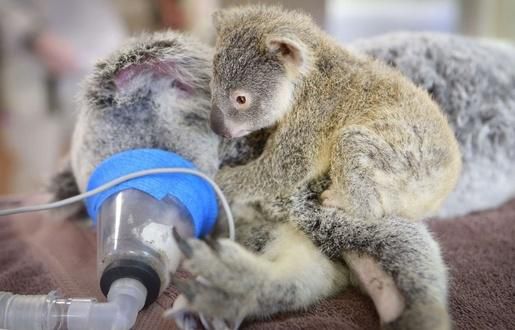 Australie Sa Mere Doit Etre Operee Bebe Koala Refuse De Partir Minutes
