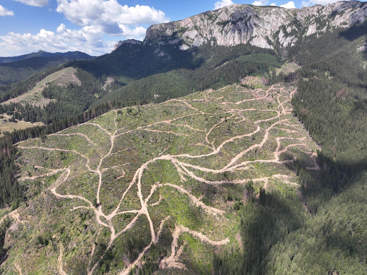 Forêt rasée en Roumanie, près de l’usine du fabricant de pellets Ameco.