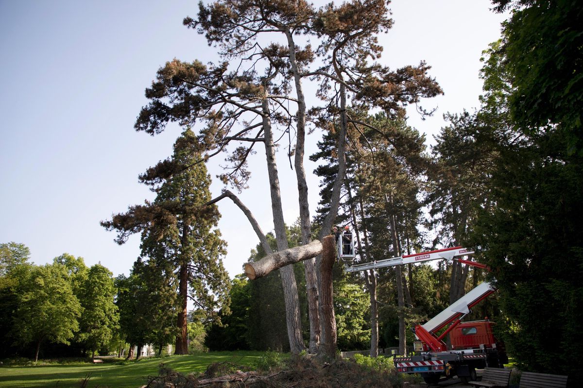 Chêne-Bougerie le 09.05.2002, Parc Stagni, un Pin noir d'Autriche à quatre troncs, malade, a été abattu © Georges Cabrera