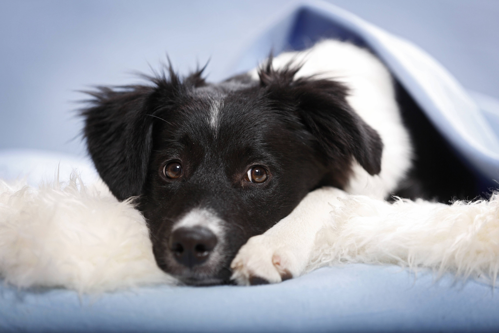 Dans la tête des chiens: Ce que le cerveau de votre chien voit vraiment sur votre visage
