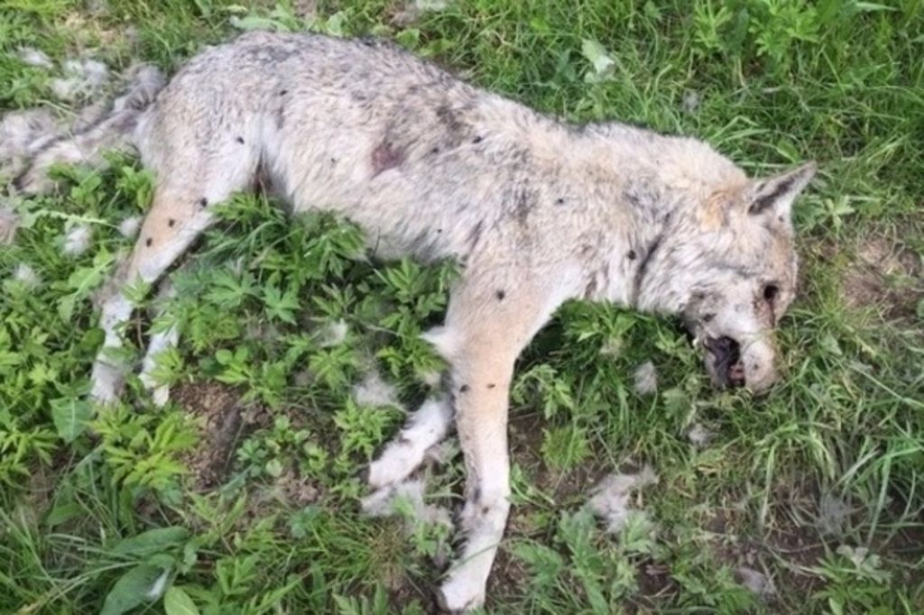 Mort de la louve F13: le député UDC blanchi