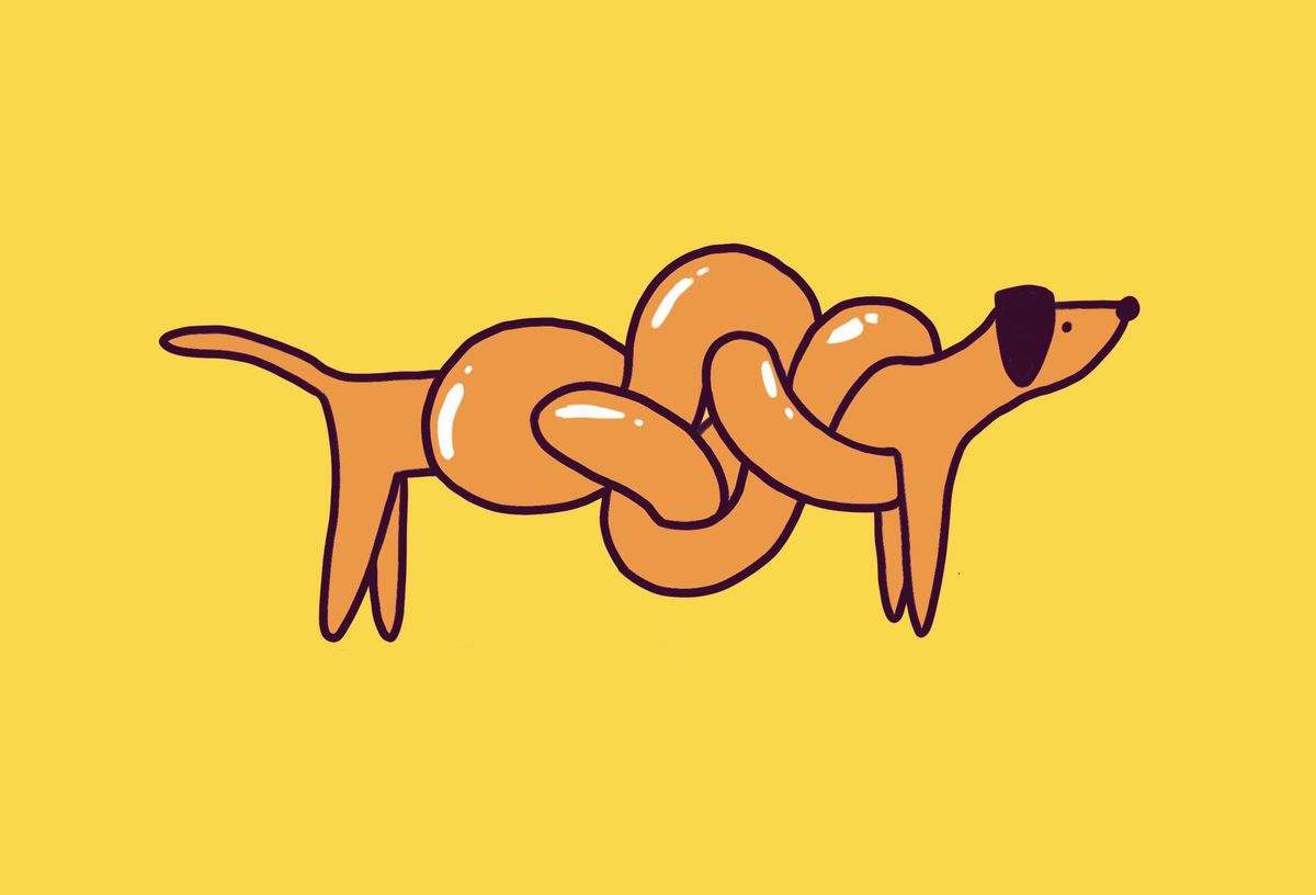 Comme les humains, chiens et chats ont aussi leur ostéopathe