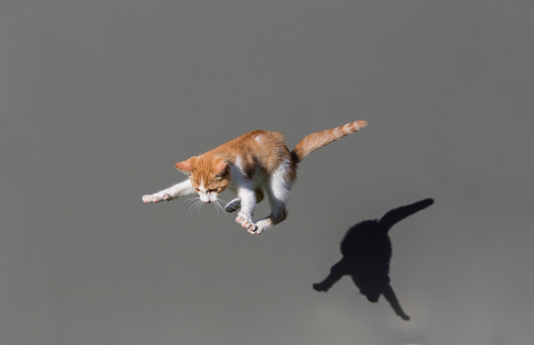 nackte frauen die sich befriedigen Katzengeräusche | Katzenpflege | Katzen | Guide