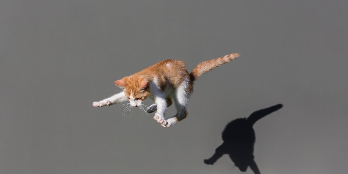 Falling Cat Problem: Warum Katzen immer auf den Pfoten landen