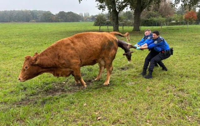 Deux personnes tentent d'aider une vache à mettre bas.