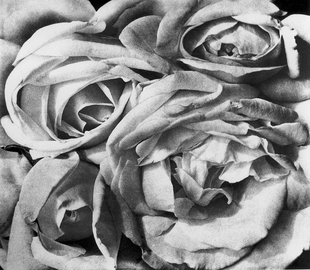 Weston Roses Exposition à Rovigo: Le Palazzo Roverella raconte le mythe Tina Modotti