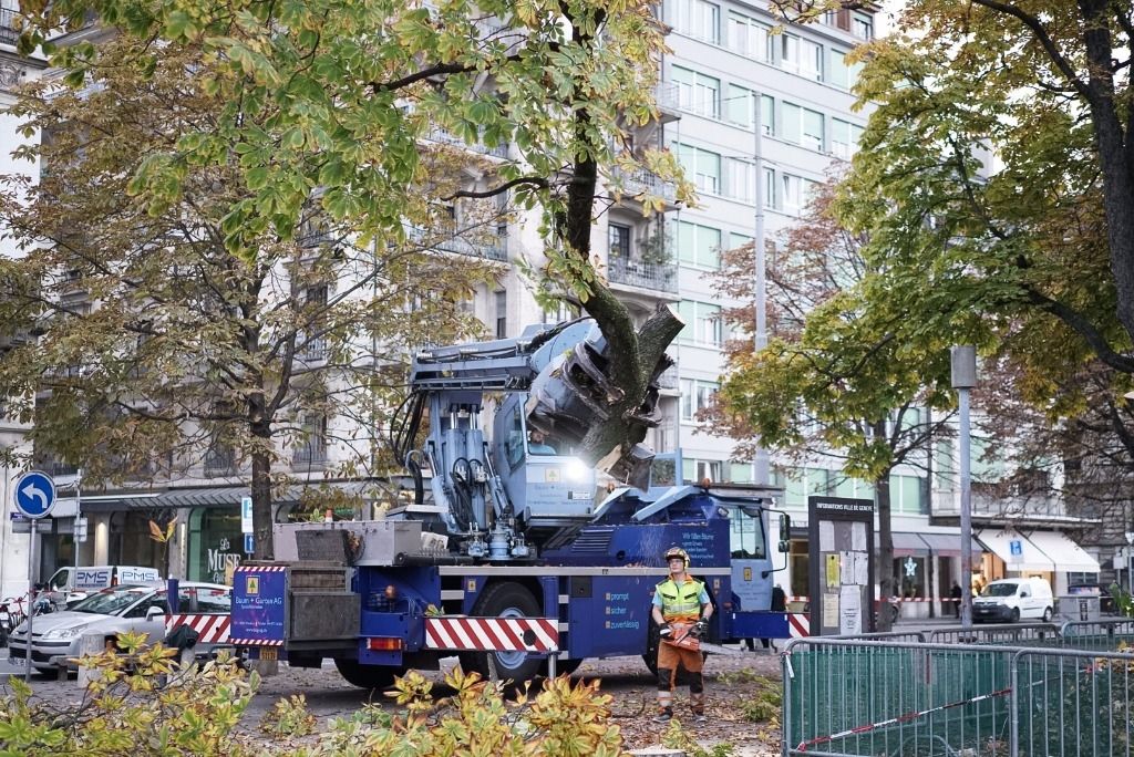 Les tronçonneuses ont quitté la plaine de Plainpalais