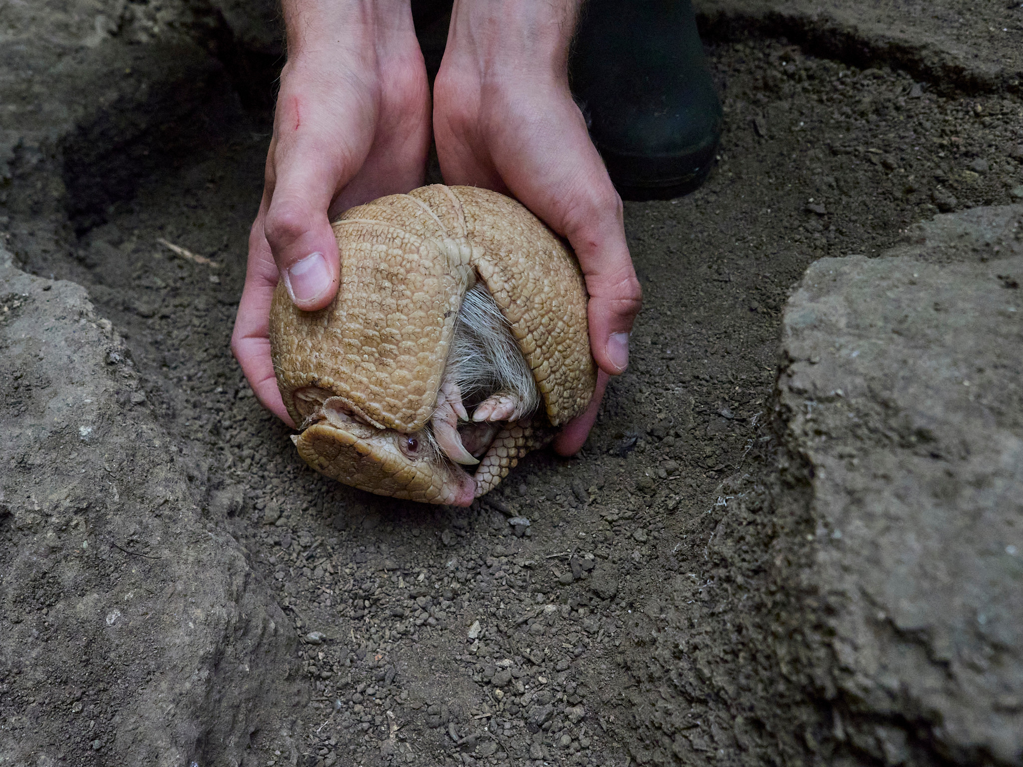 Naissance exceptionnelle en France: Un tatou albinos est né au ZooParc de Beauval image