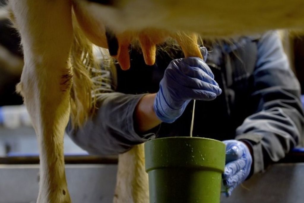 Prix du lait inchangé malgré la sécheresse