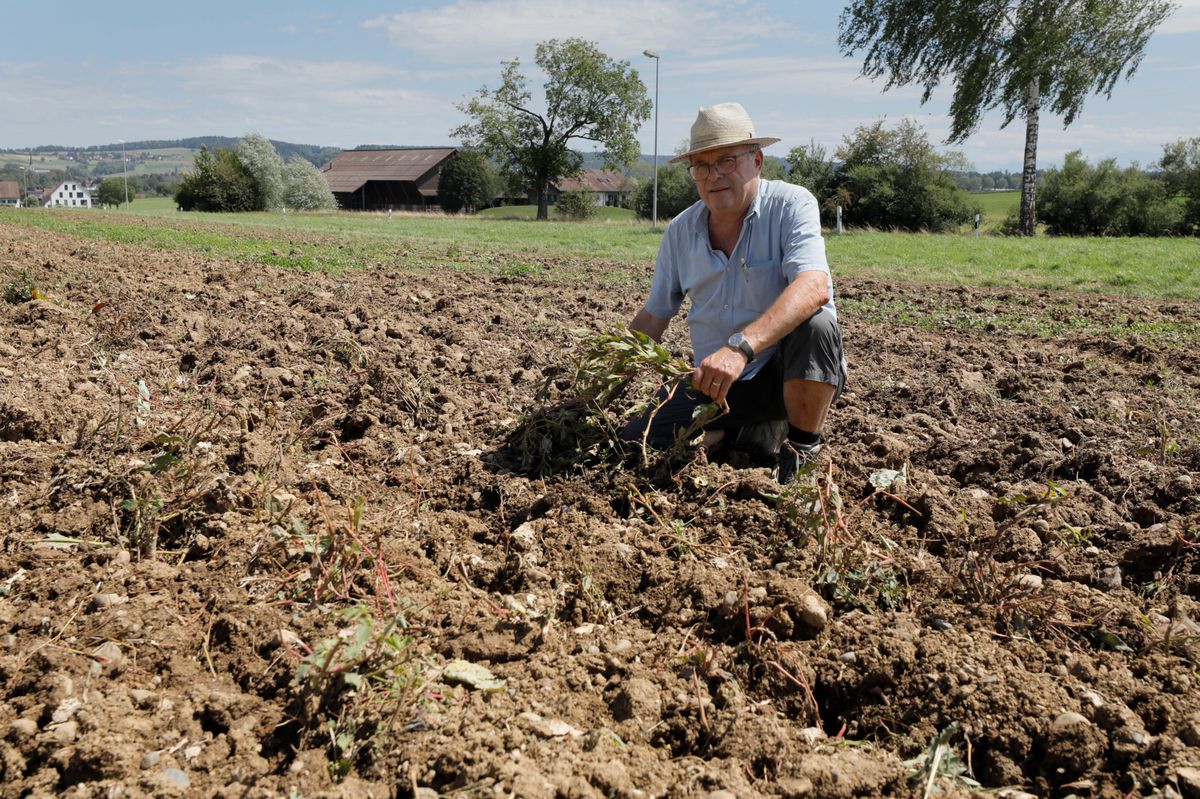 Vor allem bei Kohlgewächsen fuhr er eine regelrechte Missernte ein: Stephan Müller vom Biobetrieb Müller in Steinmaur auf einem Feld mit Blumenkohl und Brokkoli, die er vor Kurzem häckseln musste.