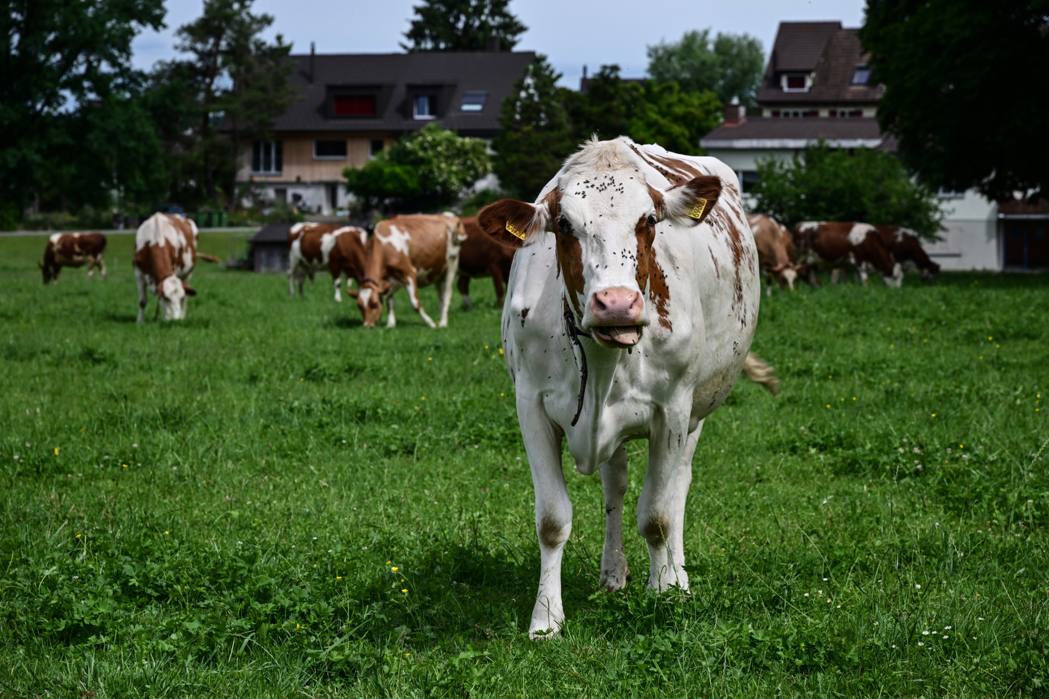 Drought: Organic farmers temporarily allowed to use conventional feed