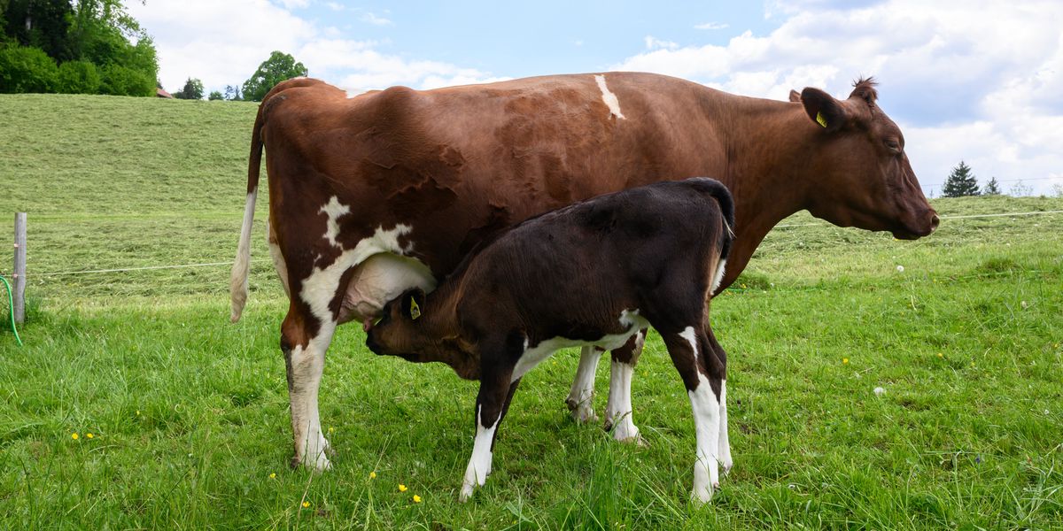 Vechigen: MuKa cheese dairy files for bankruptcy