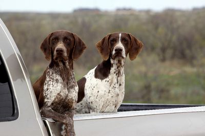 Un élu condamné pour du sexe avec ses chiens