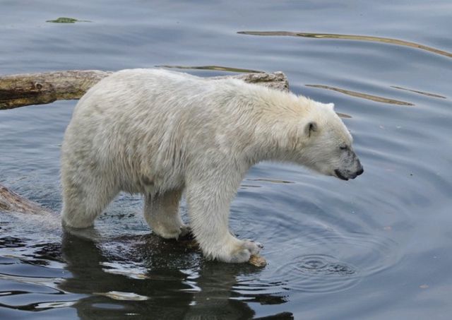L'ourse Lynn a dévoré un paon blanc qui se trouvait dans son enclos