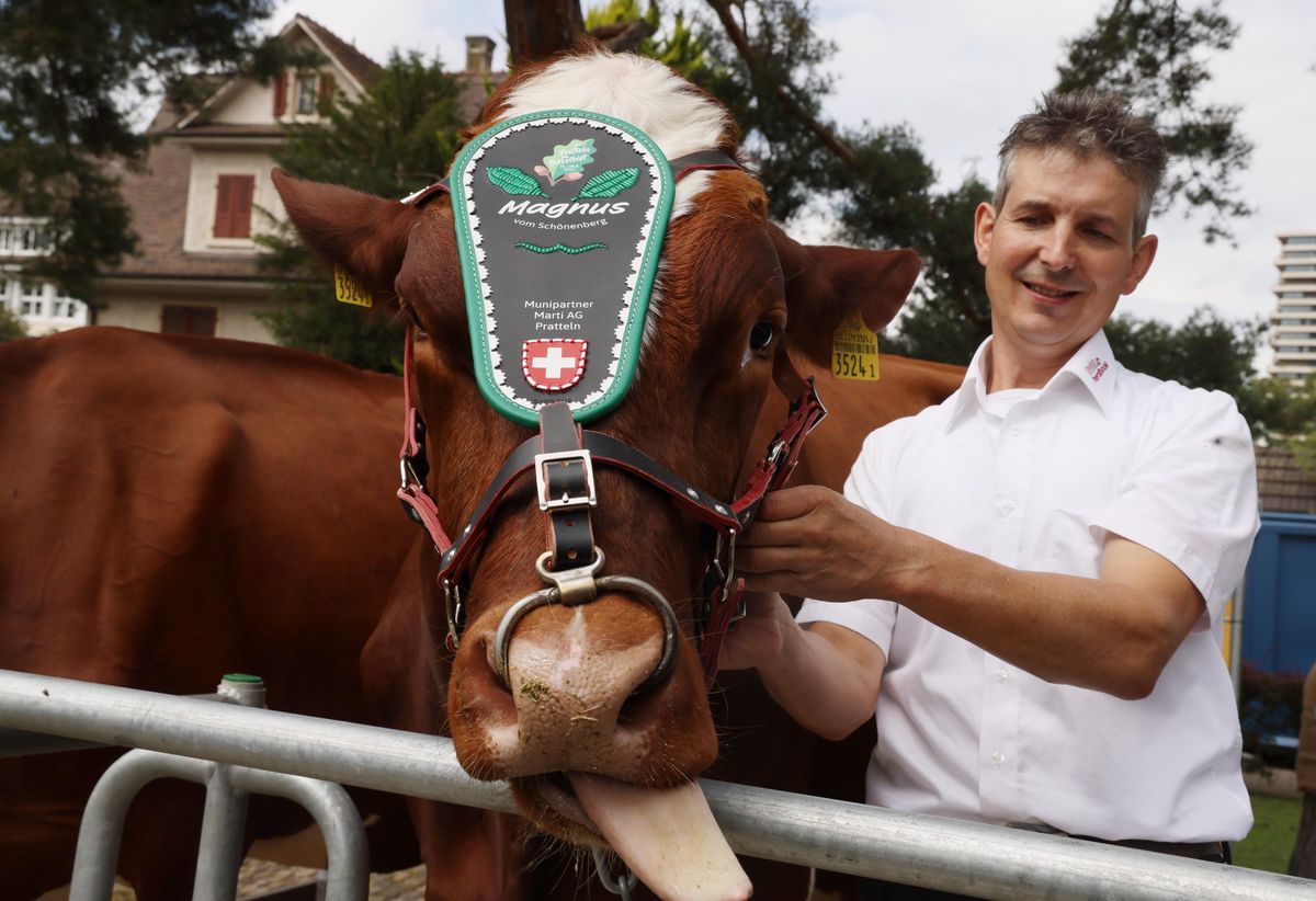 «Magnus», un taureau Holstein né en 2018, sera atttribué au roi de la Fête.