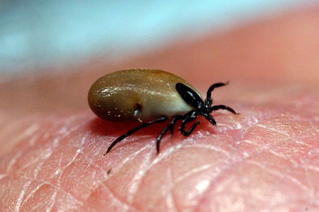 Record d'encéphalites à tiques en août