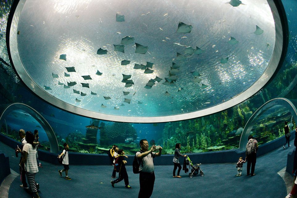 Record Le plus grand aquarium au monde sur une île chinoise Le Matin Record Le plus grand aquarium au monde sur une île chinoise Le Matin