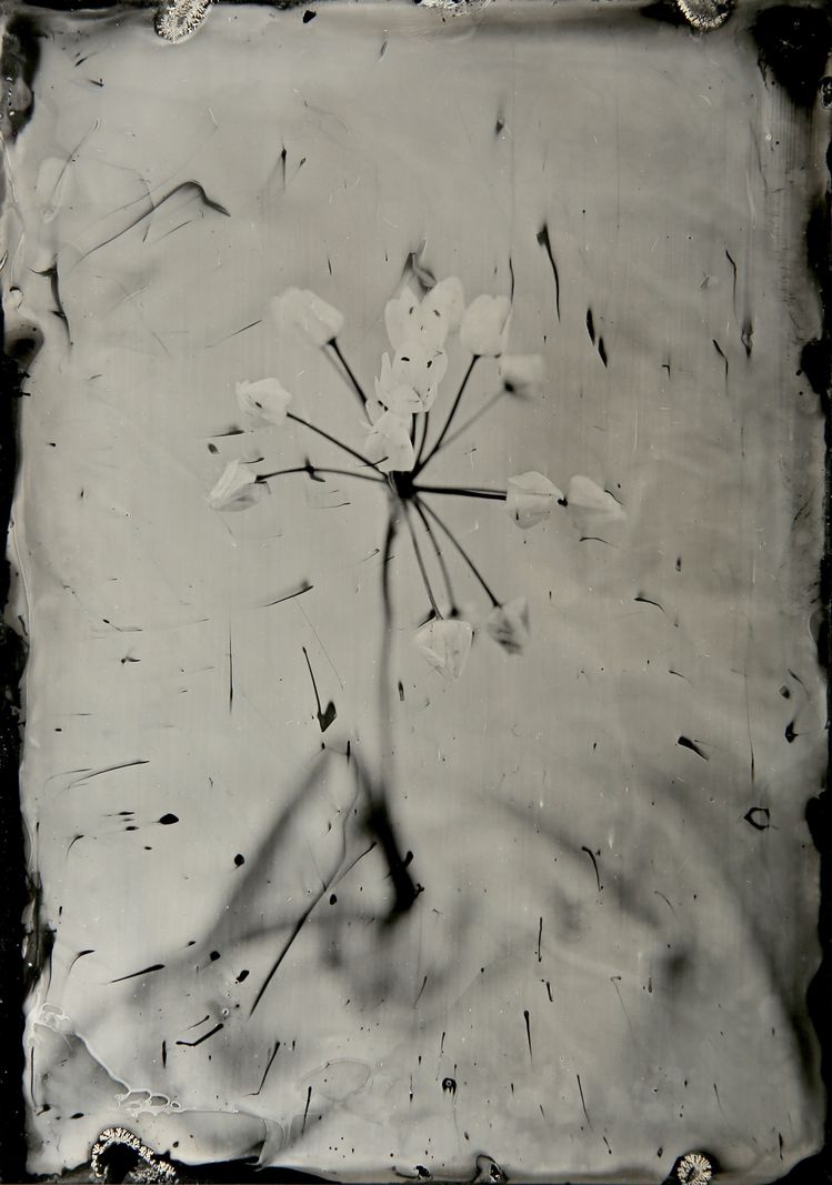 Le duo d’artistes-chimistes Tintypelab a délimité son corpus en toute liberté: ici, «Allium zebdanense Boiss. & Noë».