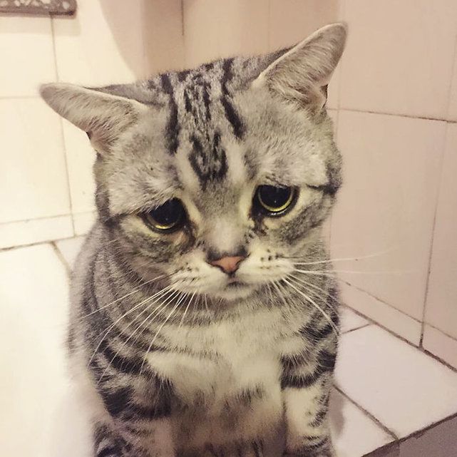 Craquant Ce Chat A Le Regard Le Plus Triste Au Monde Le Matin Craquant Ce Chat A Le Regard Le Plus Triste Au Monde Le Matin