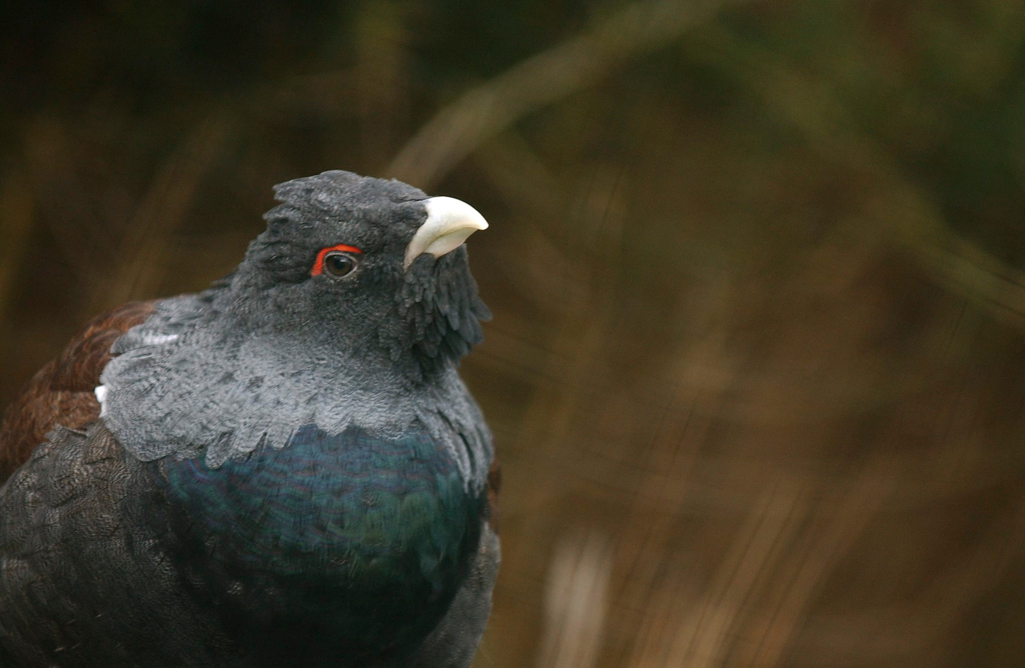 Nahaufnahme eines Auerhahns im Tierpark Dählhölzli, Bern, mit detailliertem Federkleid und markanter Kopfform.
