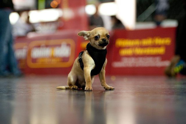 Le chihuahua est à la mode en Suisse.(Photo d'illustration)