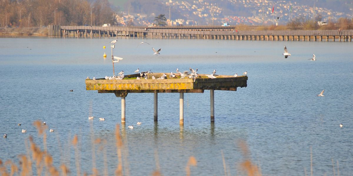 Federal Supreme Court: Küsnacht resident fails with nesting platform ...