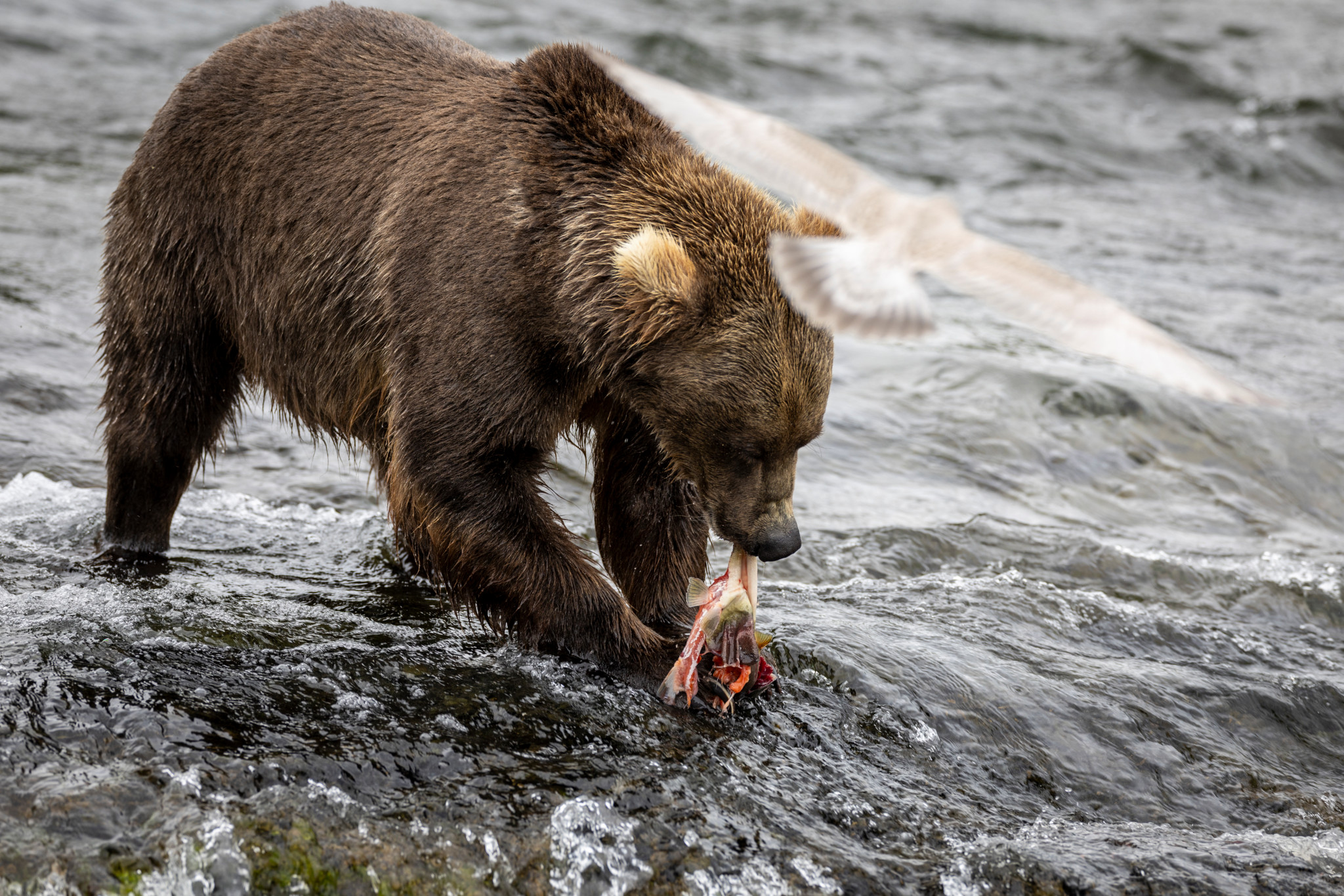Fat Bear Week 2026: Un ours boiteux et fainéant a été sacré le plus dodu d’Alaska