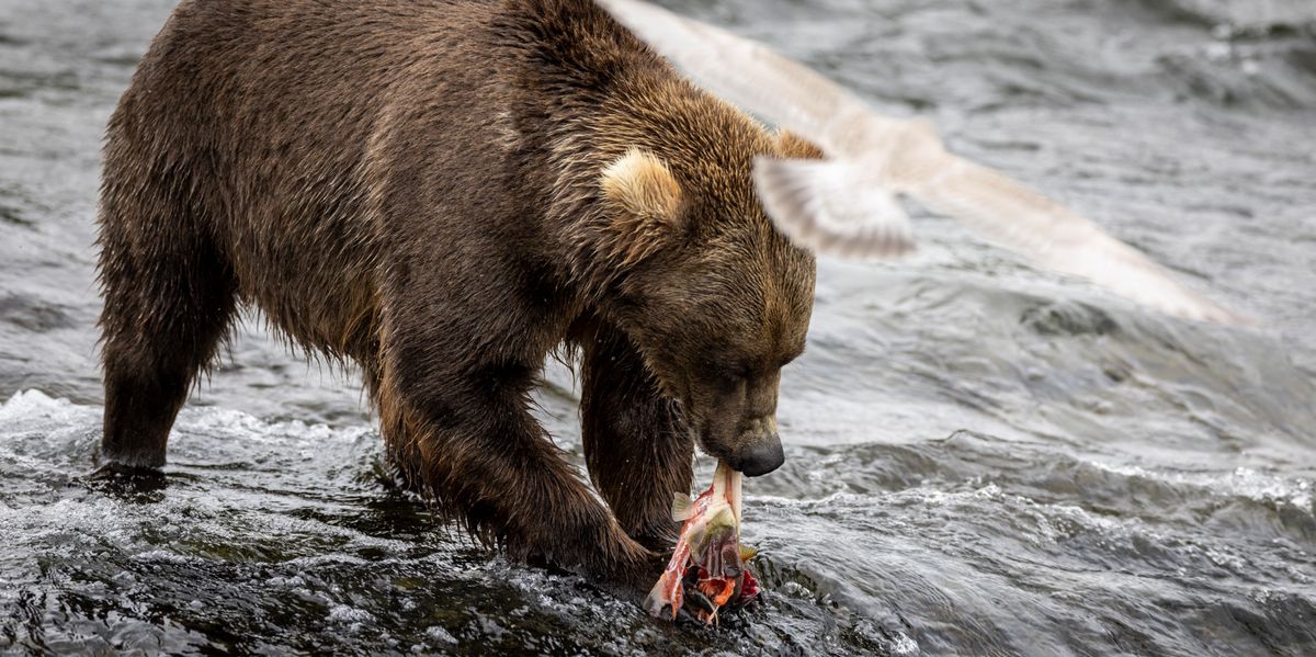 Backpack remporte l’édition 2026 de la Fat Bear Week en Alaska