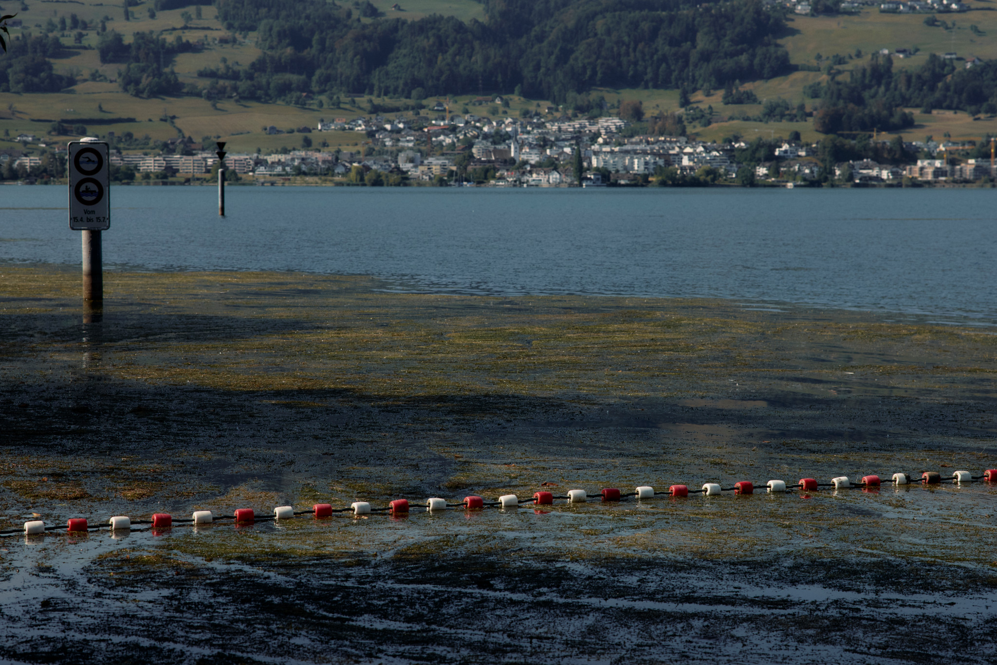 Wucherndes Seegras im Obersee bei der Badi Stampf, mit rot-weisser Absperrboje und einem Verbotsschild im Wasser.