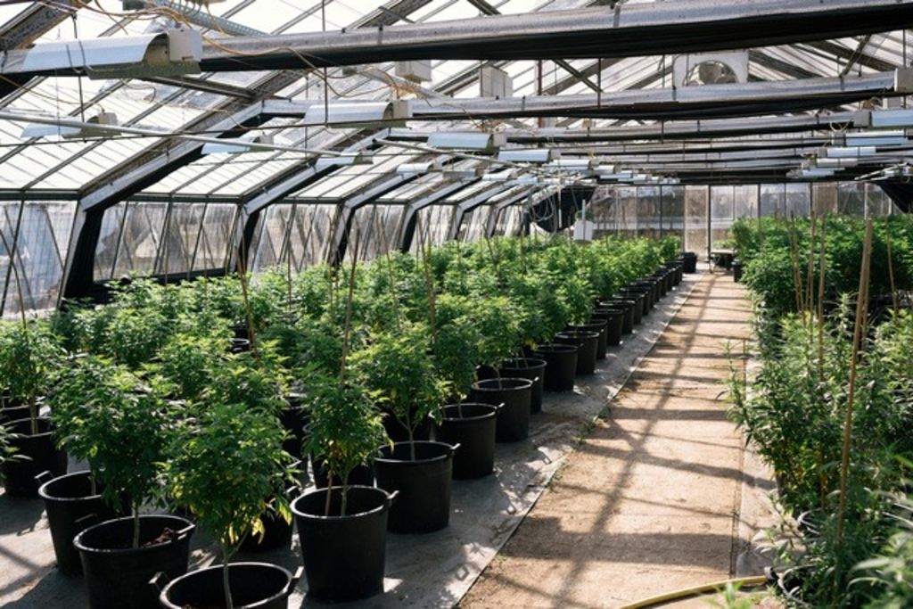 Peine aggravée pour le voleur de cannabis