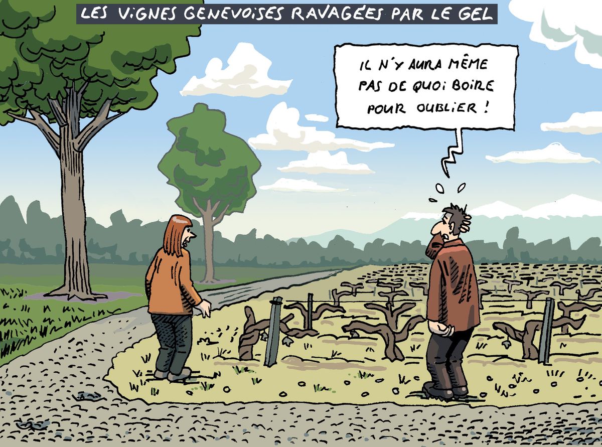 Les vignes ravagées par le gel