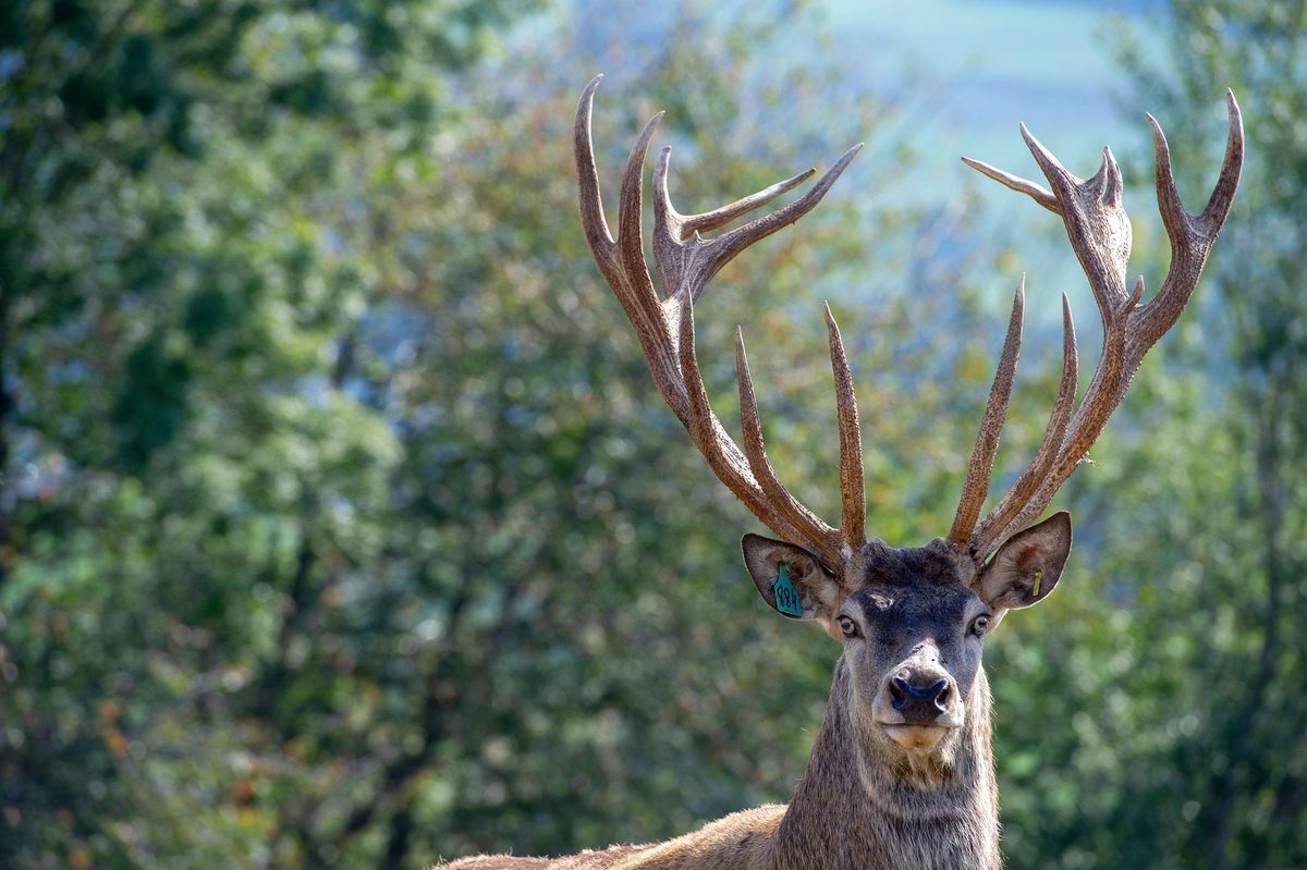 Dano, 11 ans, de superbes yeux clairs et un amour sans limite pour le pain sec.