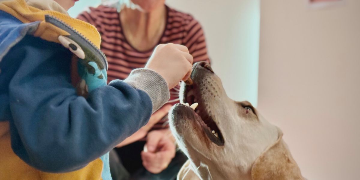 Children's Hospital Basel: Therapy dogs alleviate patients' ...