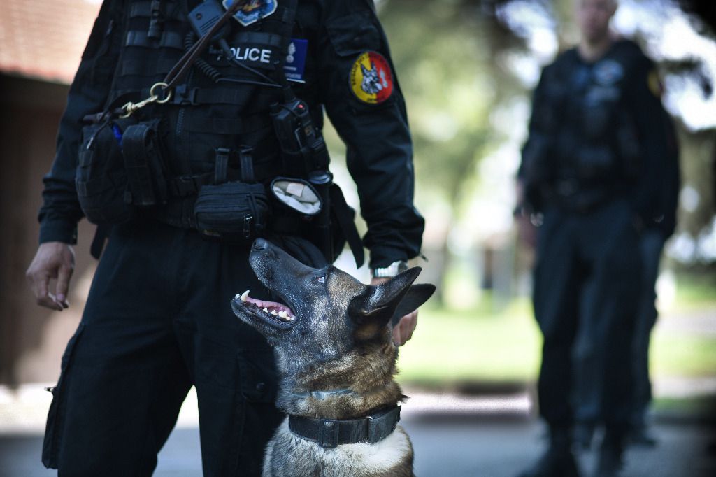 Fuyard mordu à la cuisse, chien policier acquitté
