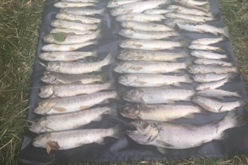 Pollution d'une rivière à Granges