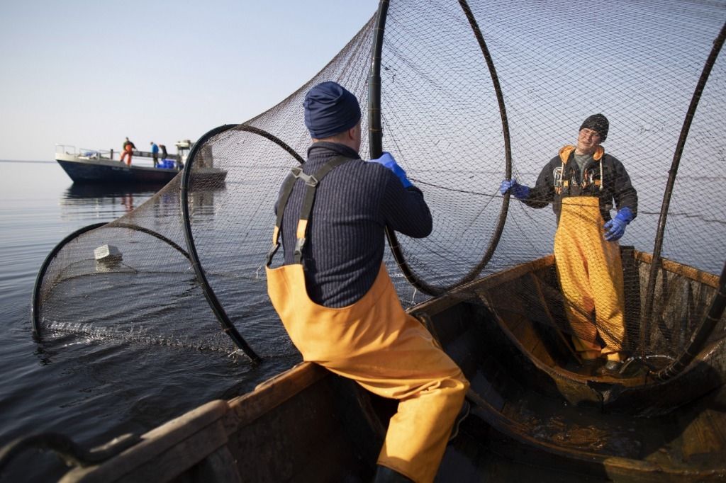 Filets de perche: plongée en eaux troubles