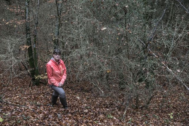 Une armée de papillons ravage les mythiques Buis de Ferreyres | 24 heures
