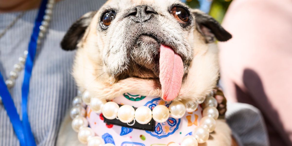 Jinny Lu the Pug: World's Ugliest Dog 2026
