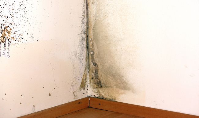 Schimmelpilze in der Wohnung sind nicht nur unschön anzusehen, sie können auch schwerwiegende gesundheitliche Folgen haben.