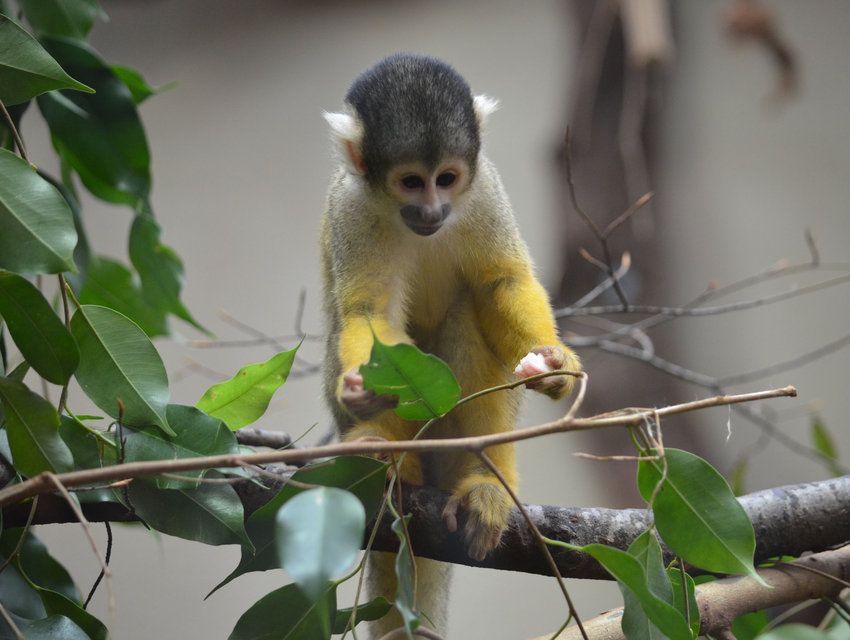 Neuer Lebensraum für Berner Urwaldbewohner | Berner Oberländer